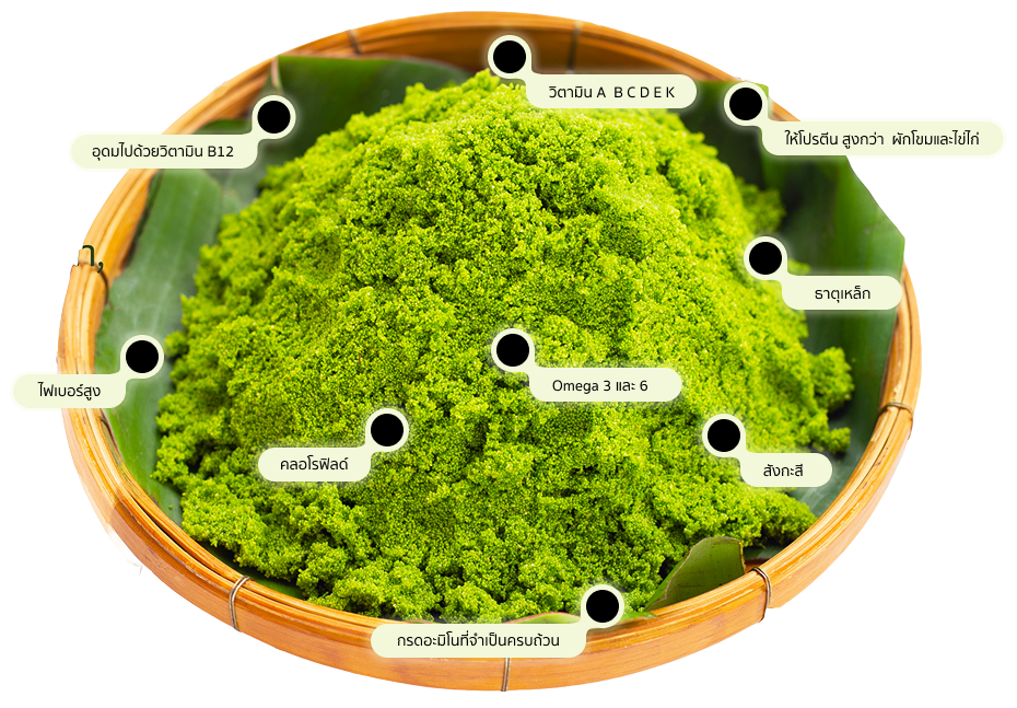 วิธีเฃี้ยงไข่ผำ